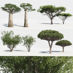 Africa_trees