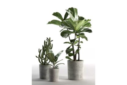 Cactus and Ficus in Pots 3D model