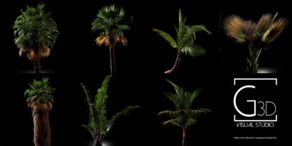 G3D Studio - Palmeras para SketchUp (Palm tree for SketchUp)