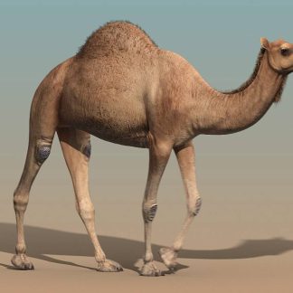 camel_animated