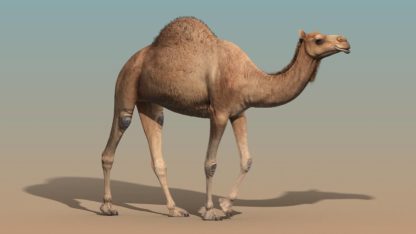 camel_animated