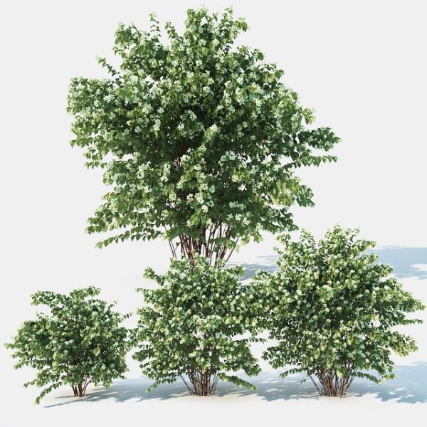 Philadelphus Coronarius Nr4 Winter 3D model\CgTrader - Philadelphus Coronarius Nr4 Winter 3D model
