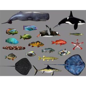 Cubebrush – Low poly Fish Collection Animated Pack 3