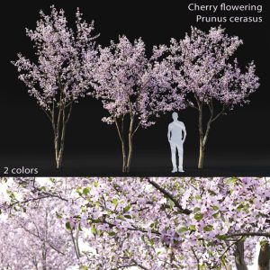 cherry-tree-flowering-03-3d-model-max-fbx-mat